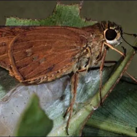 thumbnail for publication: Larger Canna Leafroller, Calpodes ethlius (Stoll) (Insecta: Lepidoptera: Hesperiidae)